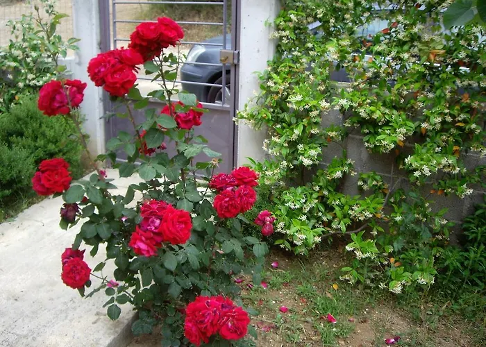 View House أغريا